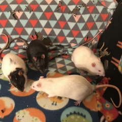 Four ratty boys: Jeepers, Xeno, Falkor and Curtis