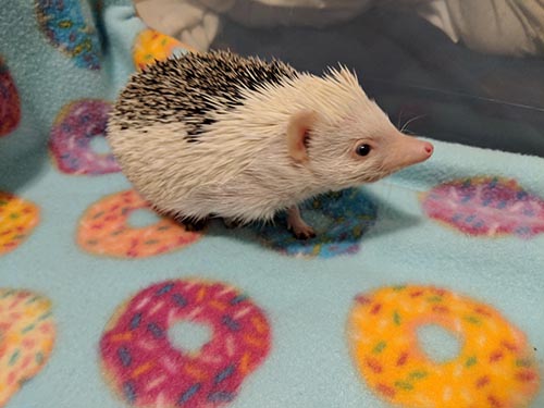 Hedgehog on Donut Patterned Cage Liner