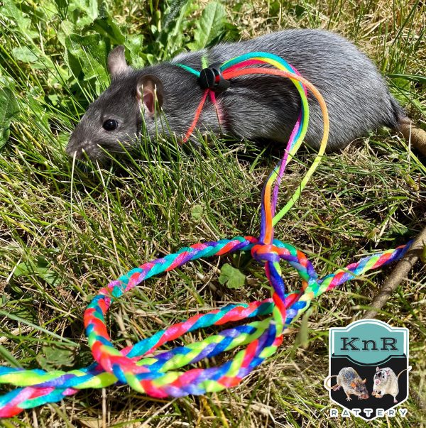 Let's Go! Rat Leash & Harness